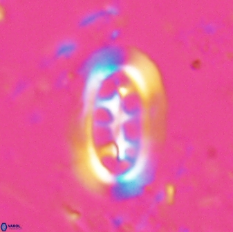 Ellipsolithus distichus 24753