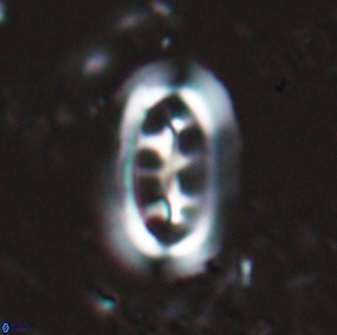 Ellipsolithus distichus 24754