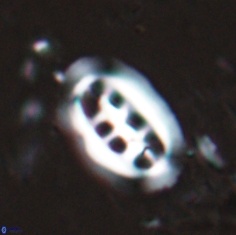 Ellipsolithus distichus 24755