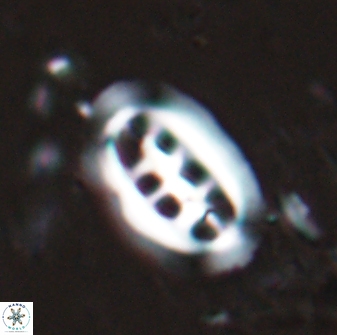 Ellipsolithus distichus 24755