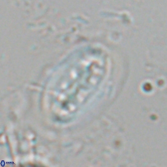 Ellipsolithus distichus 24758