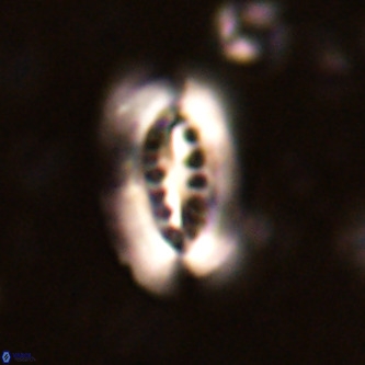 Ellipsolithus distichus VR 01440