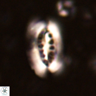 Ellipsolithus distichus VR 01440
