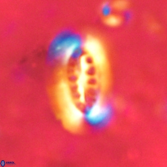 Ellipsolithus distichus VR 01441