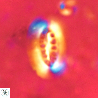 Ellipsolithus distichus VR 01441