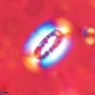 Ellipsolithus distichus VR 01442