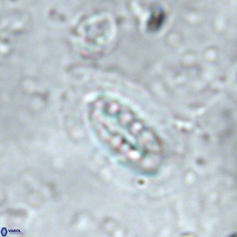 Ellipsolithus distichus VR 01445