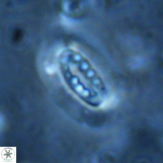 Ellipsolithus distichus VR 01449
