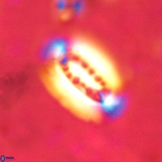 Ellipsolithus distichus VR 01438