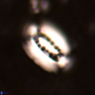 Ellipsolithus distichus VR 01439