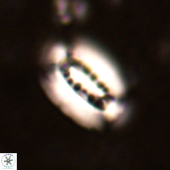 Ellipsolithus distichus VR 01439