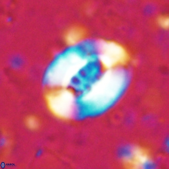Ellipsolithus lajollaensis VR 025502