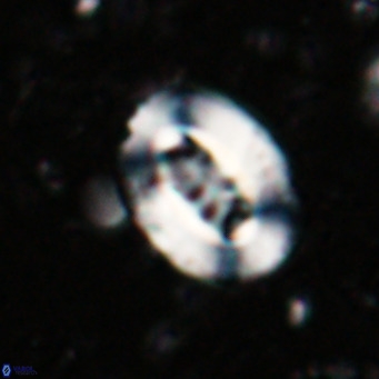 Ellipsolithus lajollaensis VR 025508