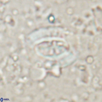 Ellipsolithus lajollaensis VR 025515