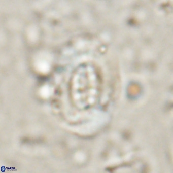 Ellipsolithus lajollaensis VR 025518