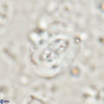 Ellipsolithus lajollaensis VR 025519