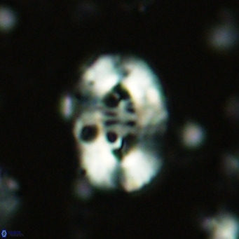 Ellipsolithus lajollaensis VR 02818