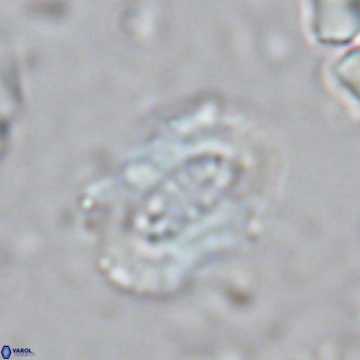 Ellipsolithus lajollaensis VR 02821