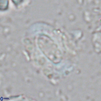 Ellipsolithus lajollaensis VR 02823