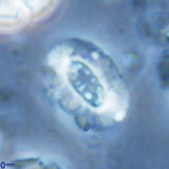 Ellipsolithus lajollaensis VR 02824