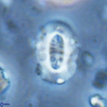 Ellipsolithus lajollaensis VR 02825