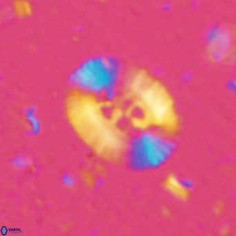 Ellipsolithus perch nielseniae VR 02755