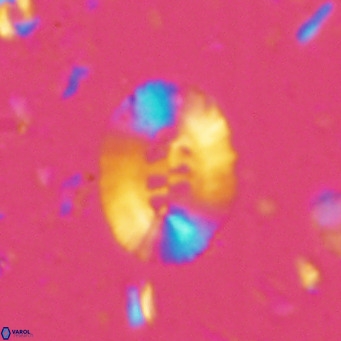 Ellipsolithus perch nielseniae VR 02757