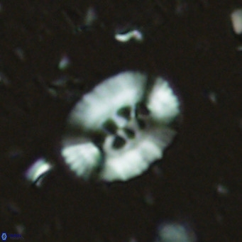 Ellipsolithus perch nielseniae VR 02759