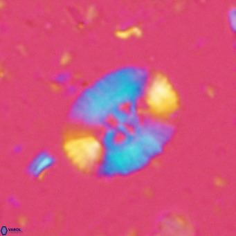 Ellipsolithus perch nielseniae VR 02760