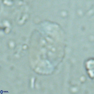 Ellipsolithus perch nielseniae VR 02762