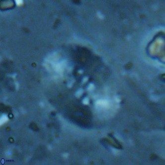 Ellipsolithus perch nielseniae VR 02763