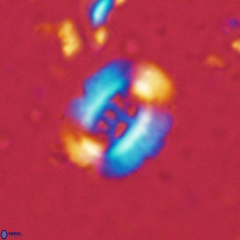 Ellipsolithus perch nielseniae VR 02951