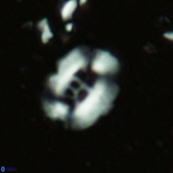 Ellipsolithus perch nielseniae VR 02952