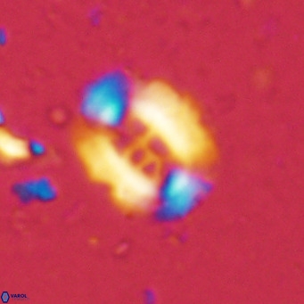 Ellipsolithus perch nielseniae VR 02956