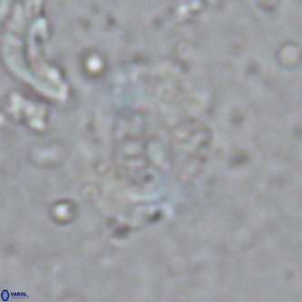 Ellipsolithus perch nielseniae VR 02959