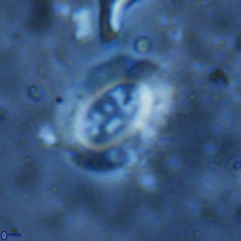 Ellipsolithus perch nielseniae VR 02960