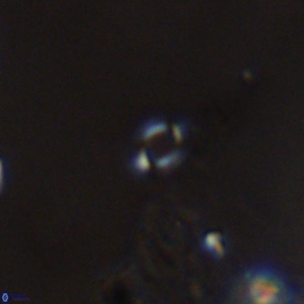 Emiliania huxleyi VR 02189