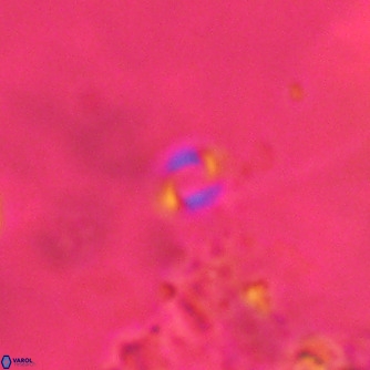 Emiliania huxleyi VR 02190