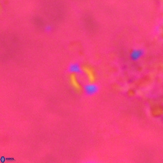 Emiliania huxleyi VR 02194