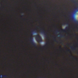 Emiliania huxleyi VR 02195