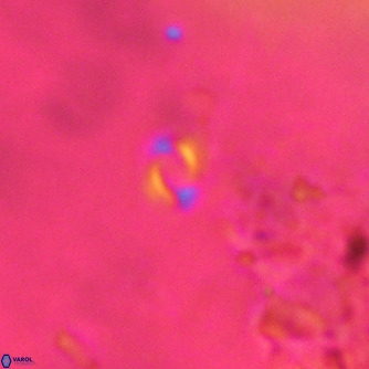 Emiliania huxleyi VR 02197