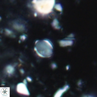 Enaplakalithus perspicuum 1538