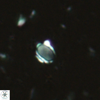 Enaplakalithus perspicuum 2296