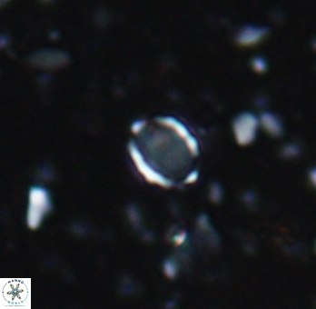 Enaplakalithus perspicuum 6905