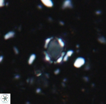 Enaplakalithus perspicuum 6908