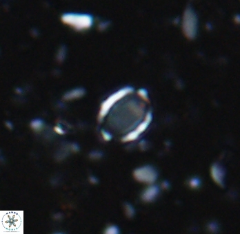 Enaplakalithus perspicuum 6909