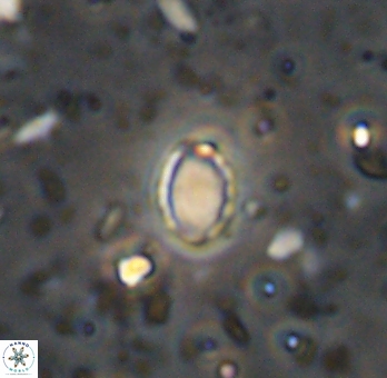 Enaplakalithus perspicuum 6911