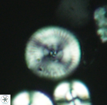 Esgia chronolitha 2698