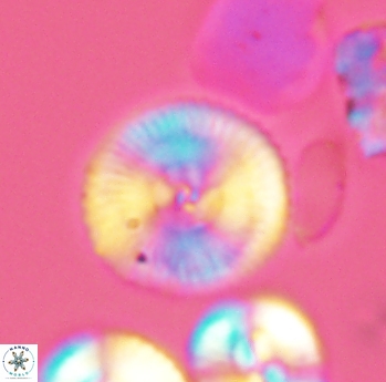 Esgia chronolitha 2699