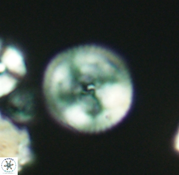 Esgia chronolitha 2763